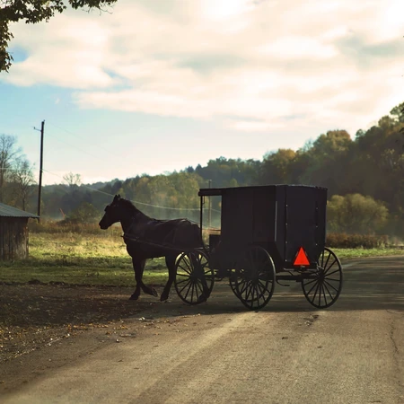 Amish Horst and Buggy