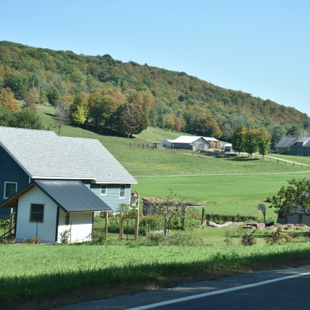 Countryside Flowers in Cattaraugus on an early fall day