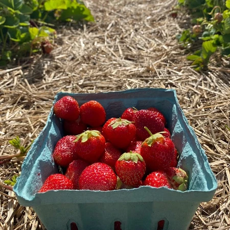 Strawberries at Great Valley Berry Patch