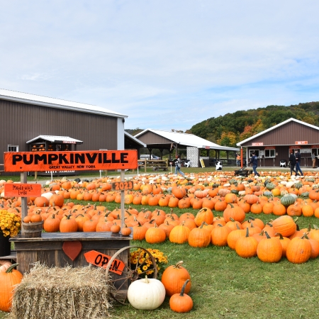 Pumpkins for sale at Pumpkinville