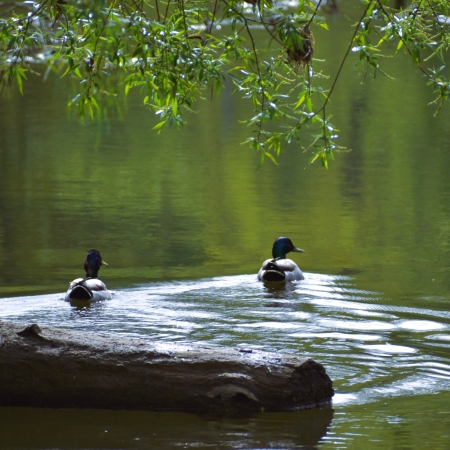 Ducks enjoying the Olean Creek in Hinsdale