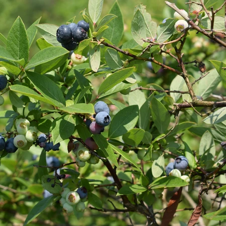 Pepper's Blueberry Hill