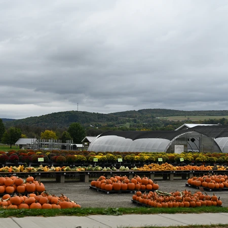 Peaches and Cream Randolph