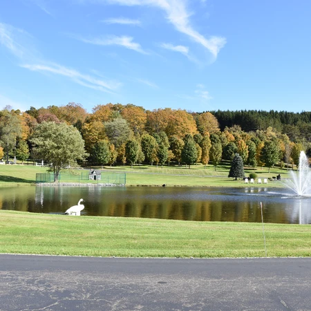 pond and swan at Sprague's Maple Farms in Portville, NY