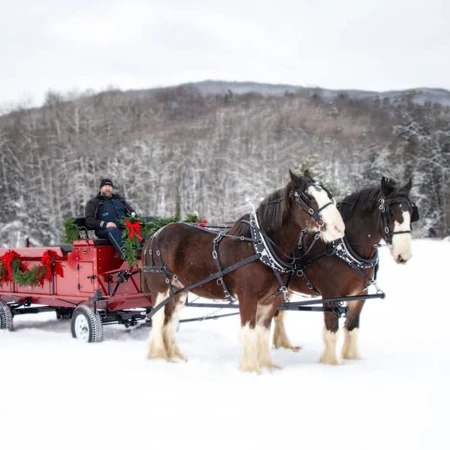 Carriage rides in the Winter at The Little Red Barn Farm