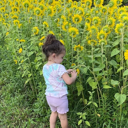 Little girl picking a Sunflower