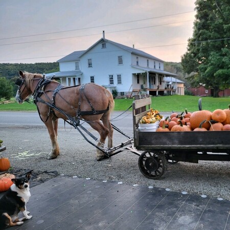 Amish Horse and Buggie with pumpkins