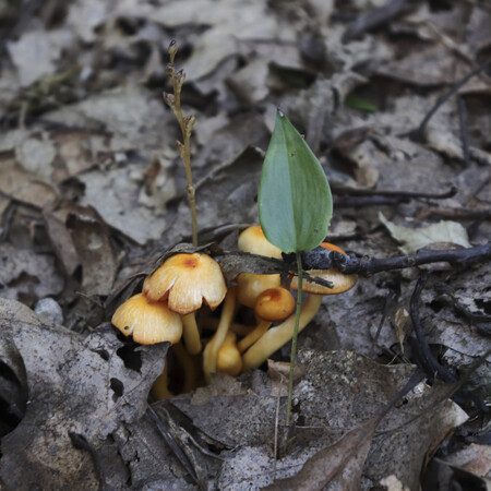 Mushrooms at Pfeiffer Nature Center