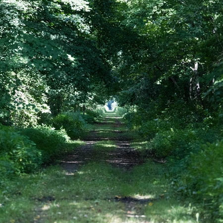 Pat McGee Trail
