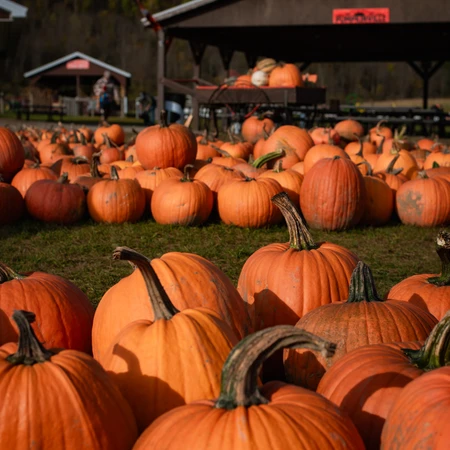 Pumpkins for sale at Pumpkinville