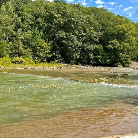 Rubber ducks on Cattaraugus Creek 