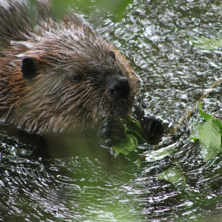 Beaver at Allegany State Park 