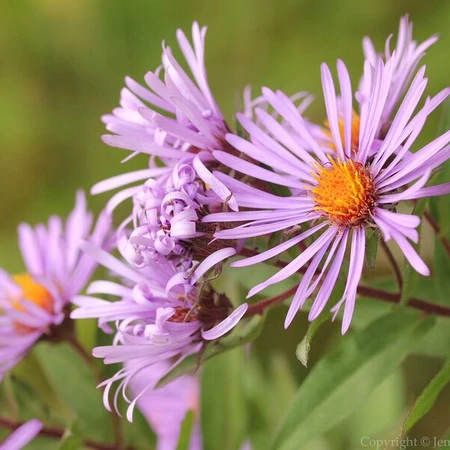 Flowers_PNC