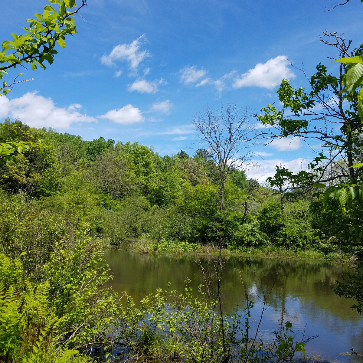 Eshelman Pond - Eshelman area of Pfeiffer Nature Center