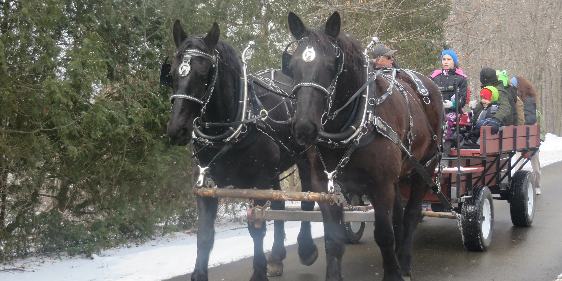 Wagon rides through the sugarbush at Maple Glen Sugar House (2015) - 3479