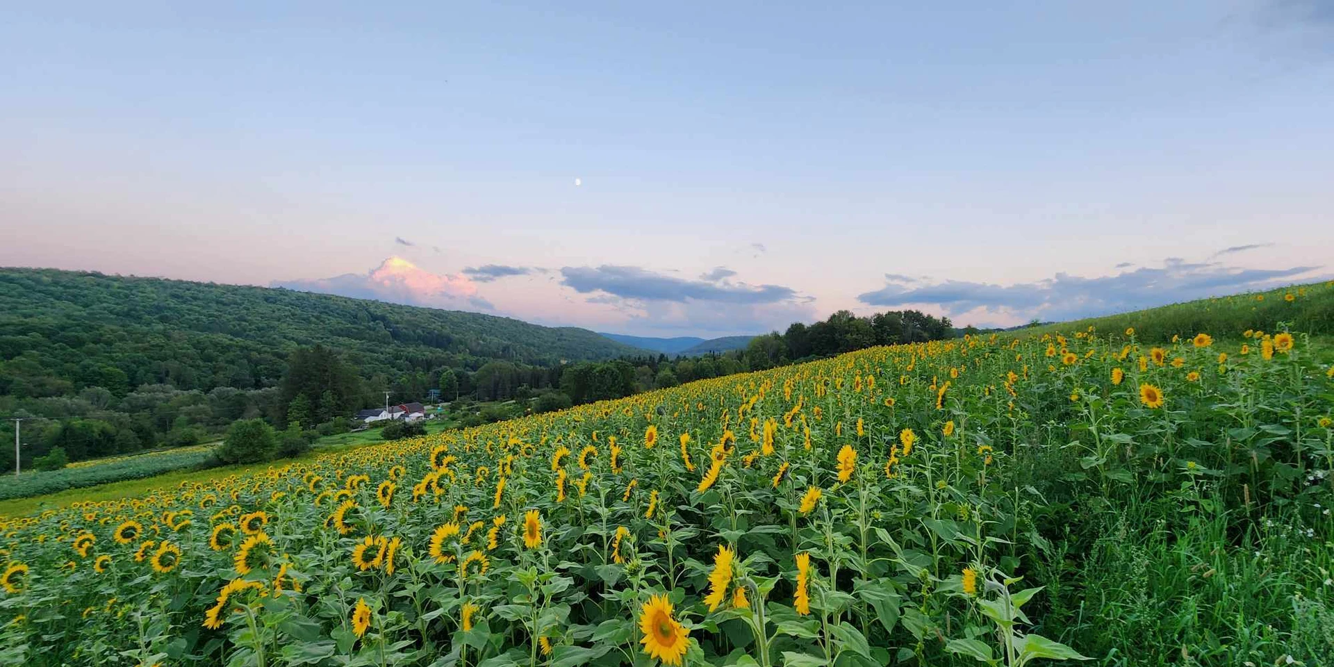 sunflower field