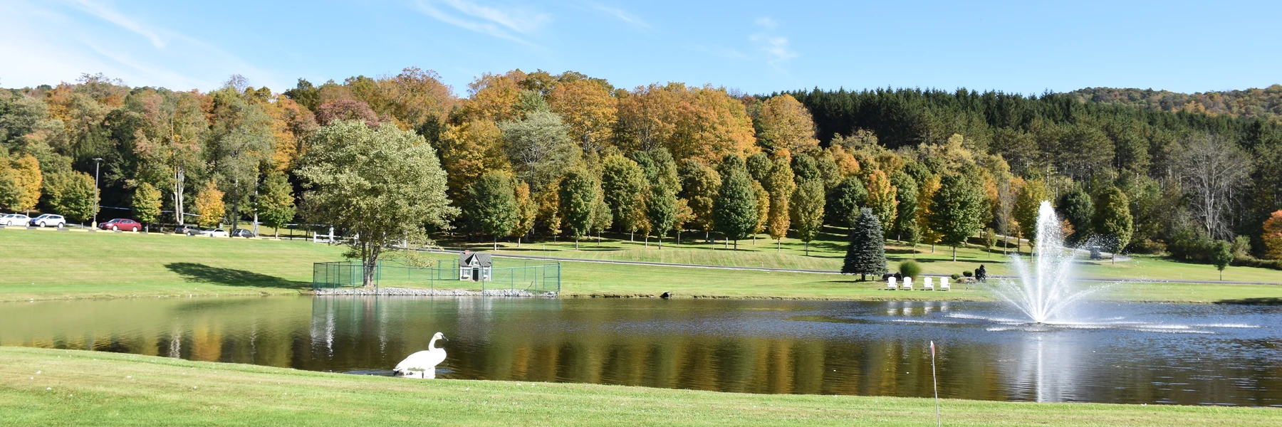 pond and swan at Sprague's Maple Farms in Portville, NY