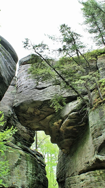 A view of trees growing off rocks at Rock City Park