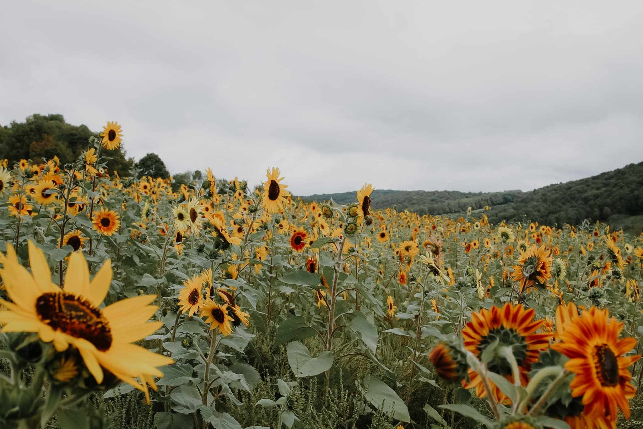 Sunflowers at the Songin Farm