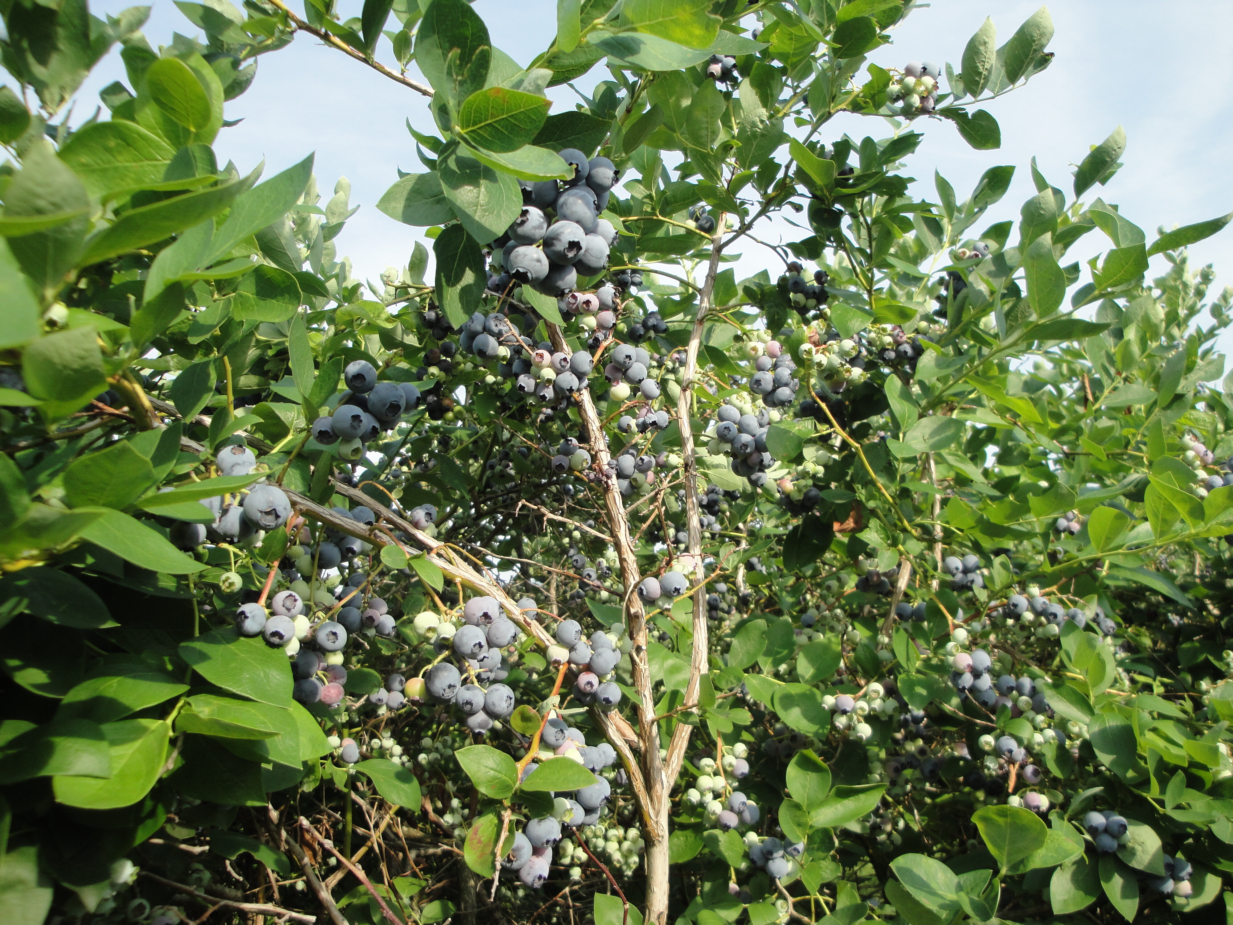 Blueberries on a bush at Childs Blueberries & Farm Winery