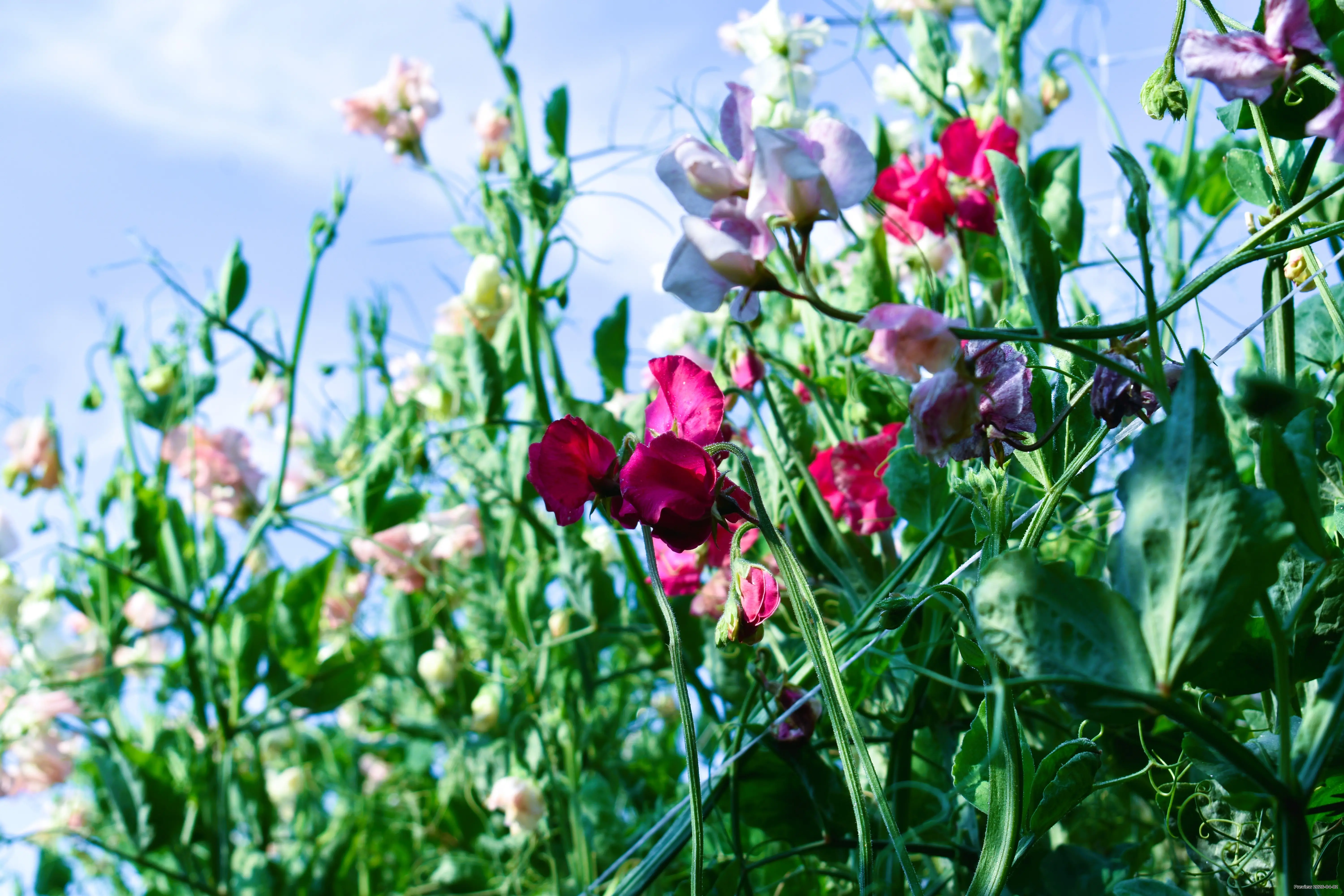 Flowers at Burdick Blueberries Bleum Garden