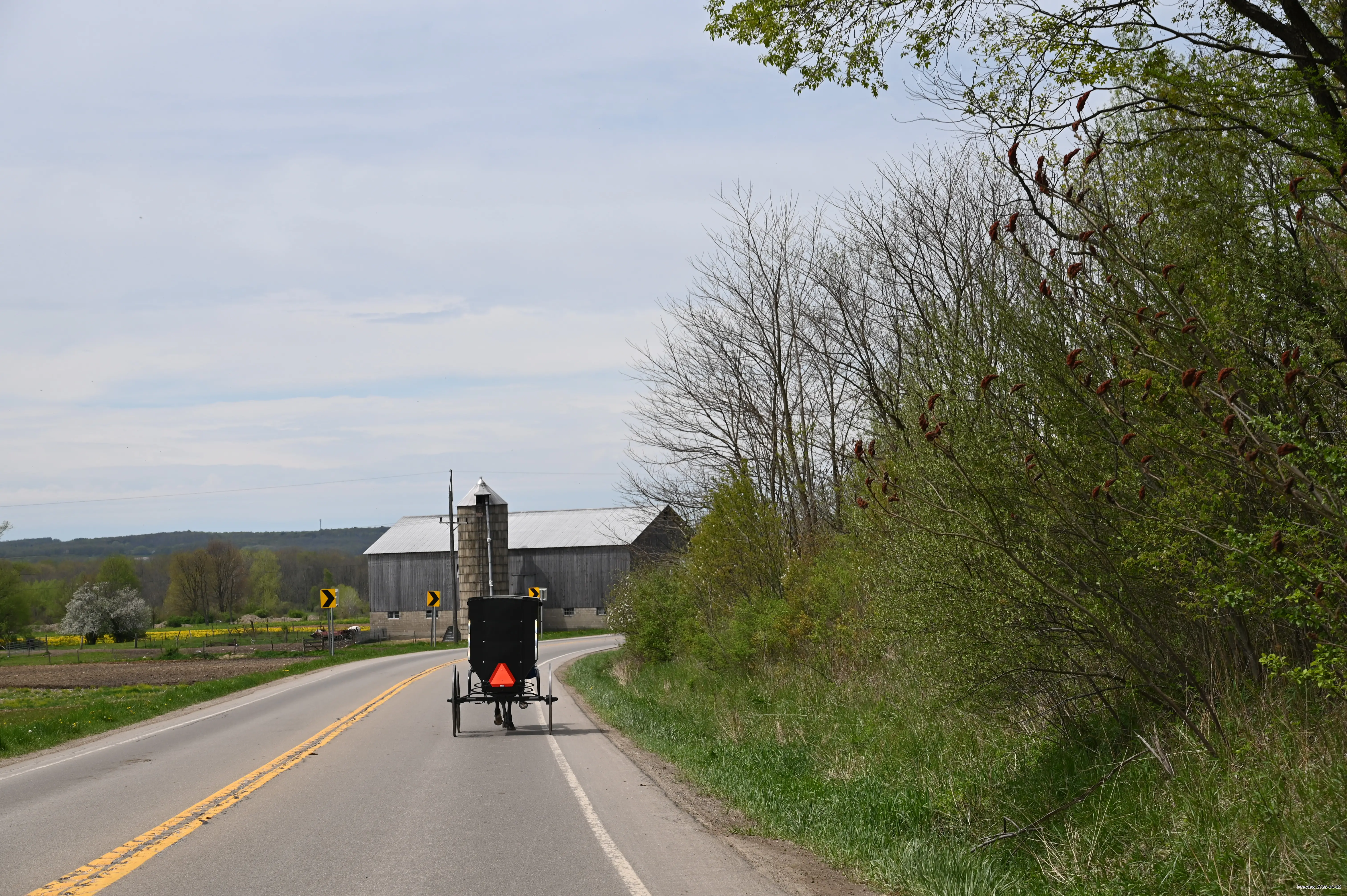 Horse and buggy on Route 62 on a spring afternoon.