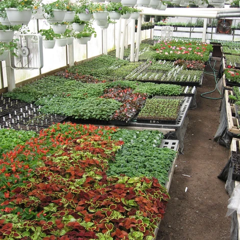Inside the greenhouse