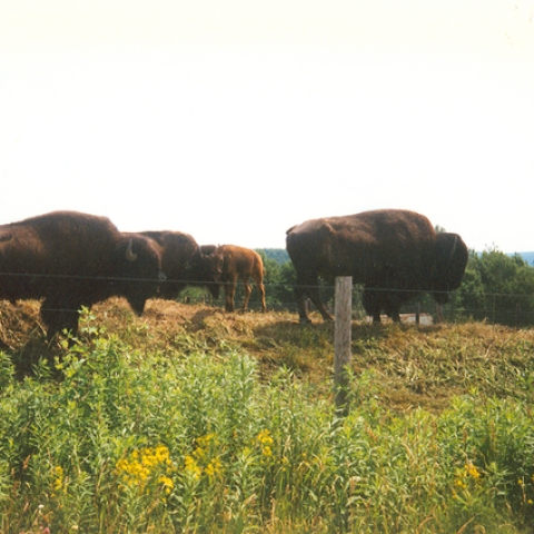 Bison at Maple Ridge Bison Ranch