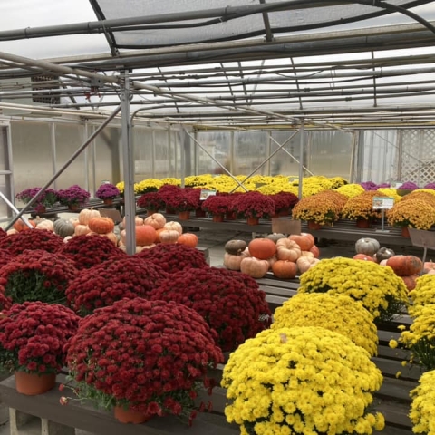 Mums and Pumpkins at Pleasant Valley Greenhouse