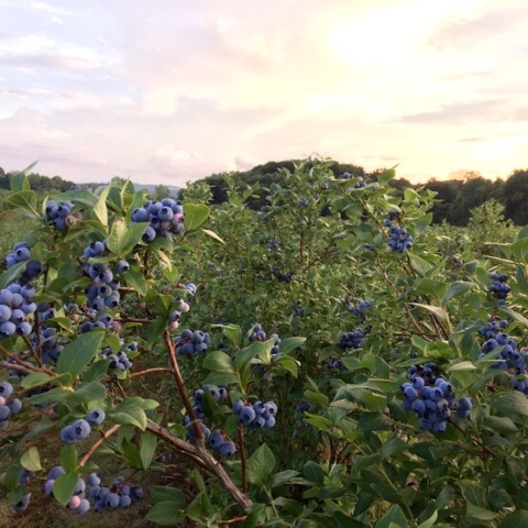 Blueberry bushes at Burdicks