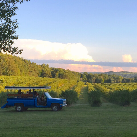 Blueberry surrey (truck) taking people to a spot to pick blueberries at Burdick's Blueberries