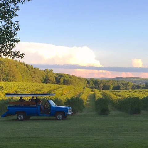 Blueberry surrey (truck) taking people to a spot to pick blueberries at Burdick's Blueberries