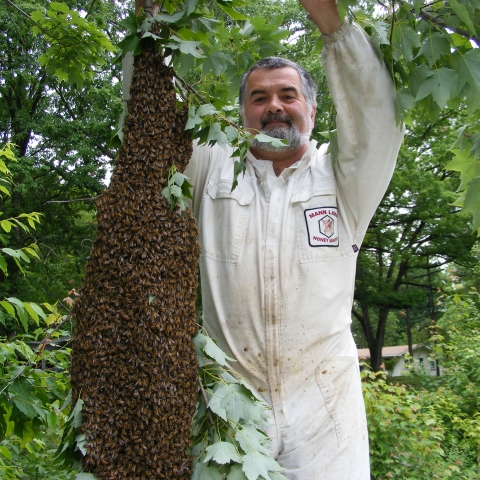 Collecting Bees