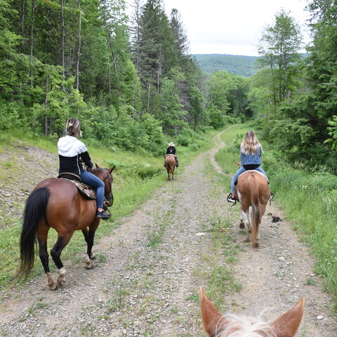 Go hiking, horsebacking, or snowmobiling at Elkdale State Forest