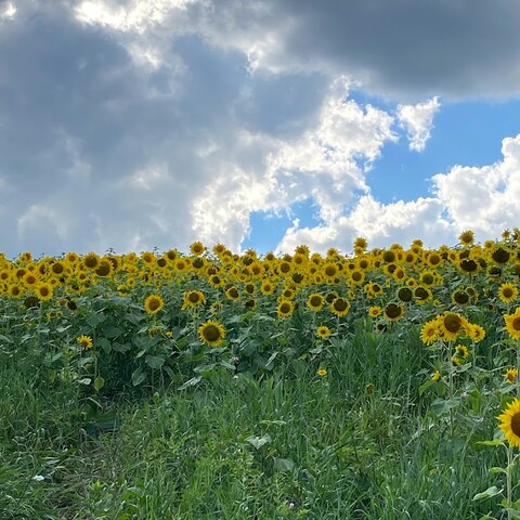 Sunflowers at the Songin Farm