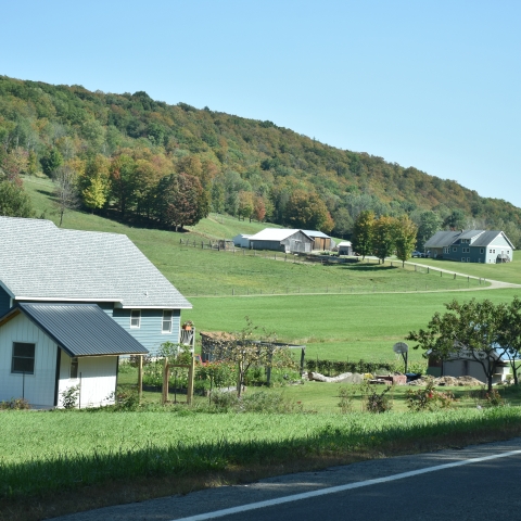 Countryside Flowers in Cattaraugus on an early fall day