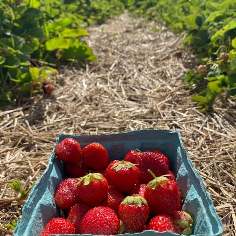 Strawberries at Great Valley Berry Patch