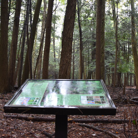 Old Growth Forest information kiosk at Pfeiffer Nature Center (2021)