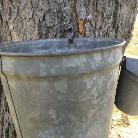 Maple bucket on tree collecting sap