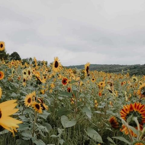 Sunflowers at the Songin Farm