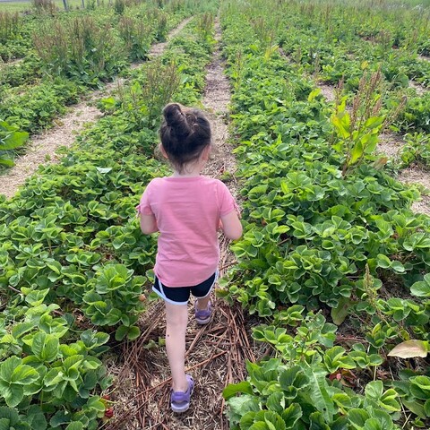 Child walking through the field at Great Valley Berry Patch
