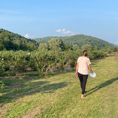 Woman picking blueberries at Great Valley Berry Patch