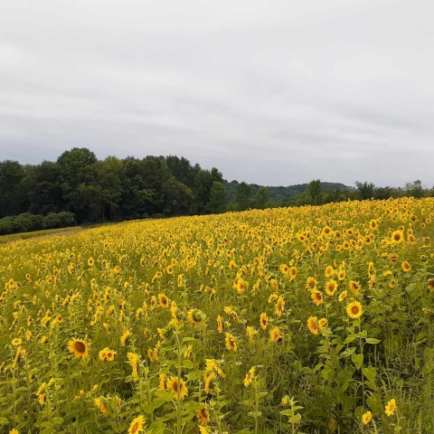 Sunflowers at The Songin Farm