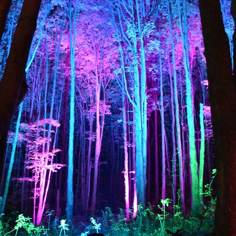 Night Lights through the Trees