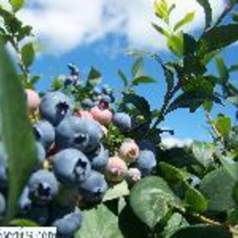 blueberries at Child's Blueberries