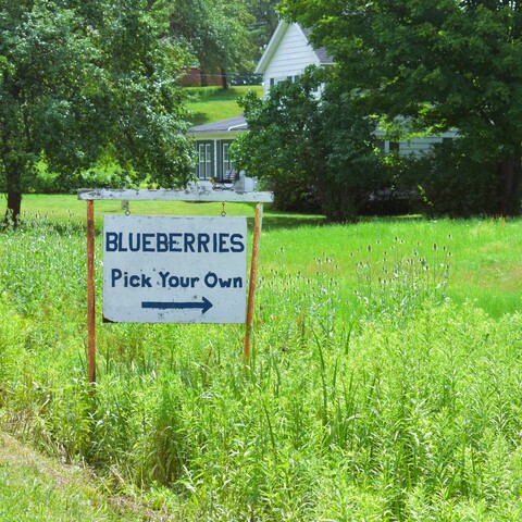Crisafulli blueberry sign