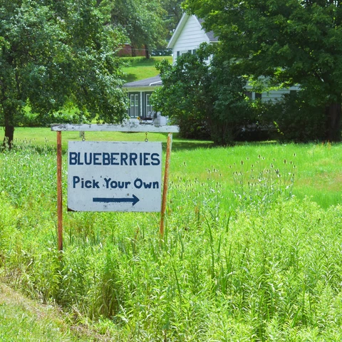 Crisafulli blueberry sign