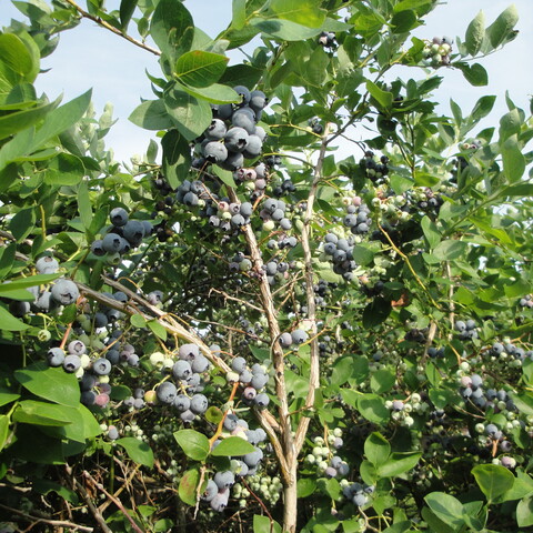 blueberries at Child's blueberries