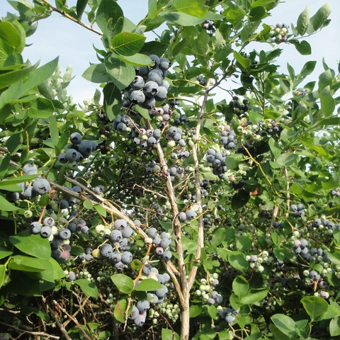 blueberries at Child's blueberries