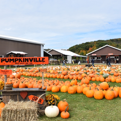 Pumpkinville